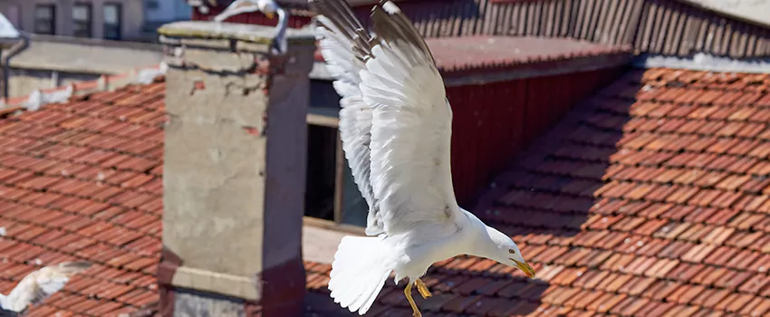Residential Chimney Animal Removal Solution in Missouri City, TX