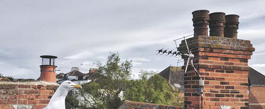 Chimney Cleaning And Restoration in Missouri City, Texas